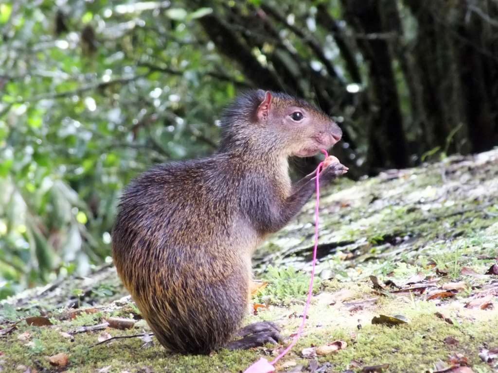 Agouti