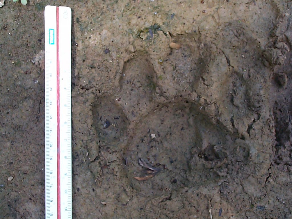 Jaguar track. Photo: Renata Leite Pitman. 