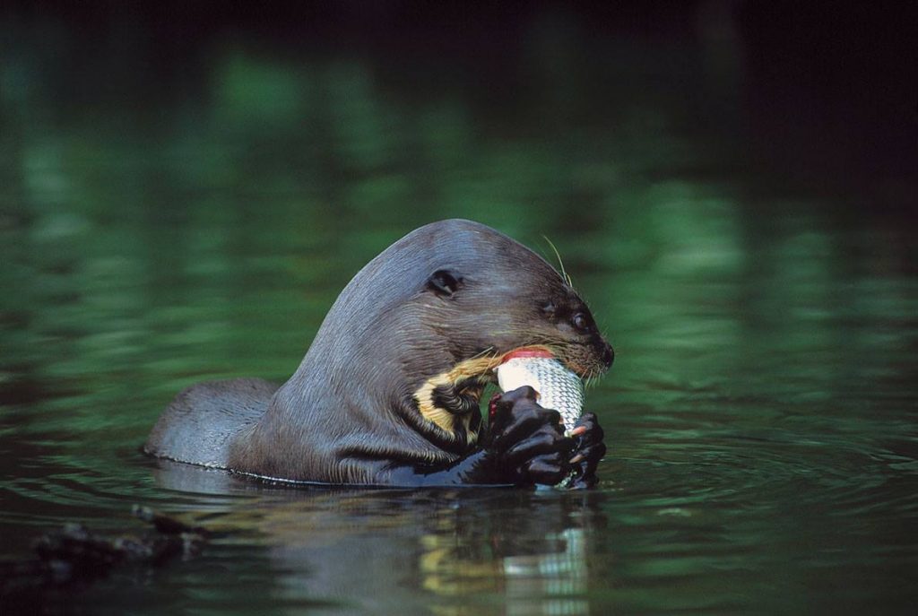 Giant otter (Pteronura brasiliensis). Photo: Frank Hayek