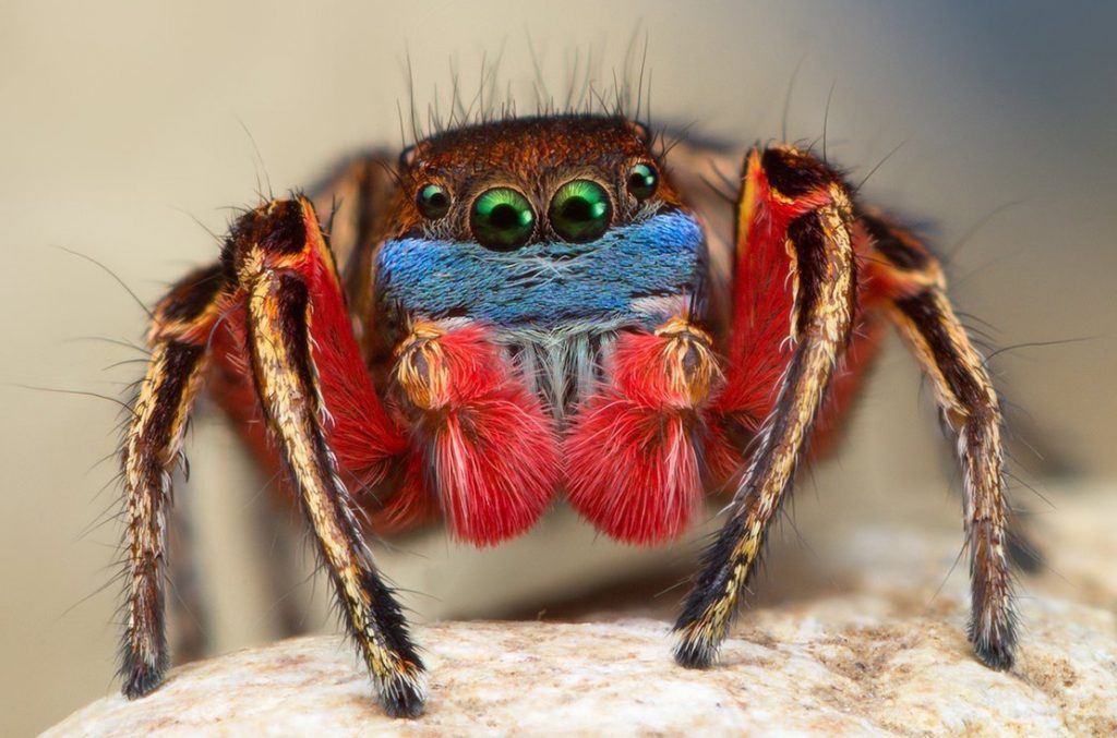 habronattus-americanus-male-1-thomas-shahan-no-watermark