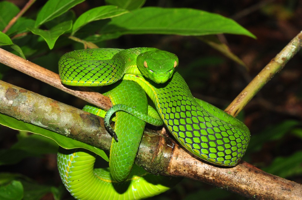 5 Trimeresurus Vogeli - Tropical Biology & Conservation 