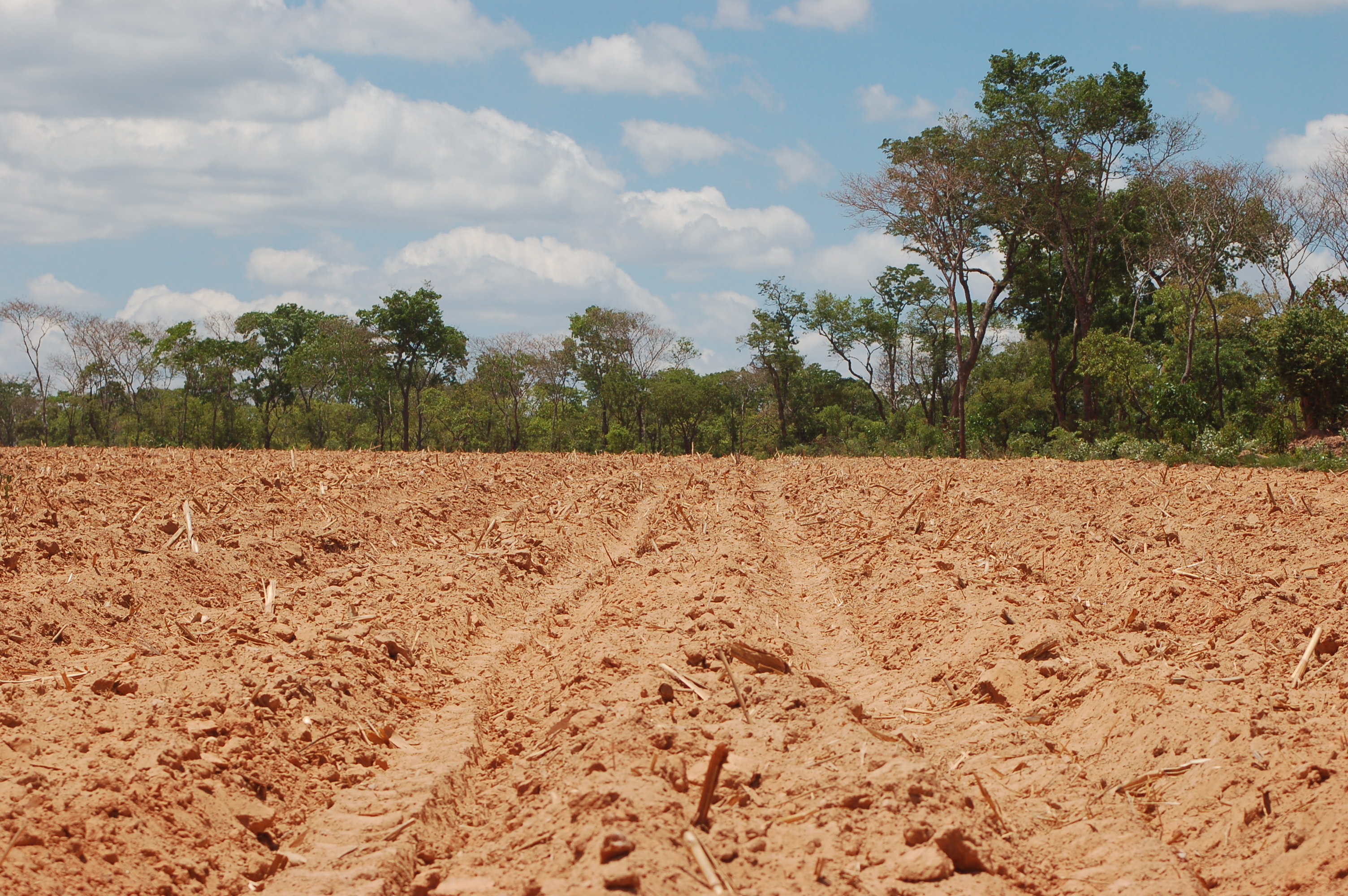 Cropping Africa's wet savannas would bring high environmental costs