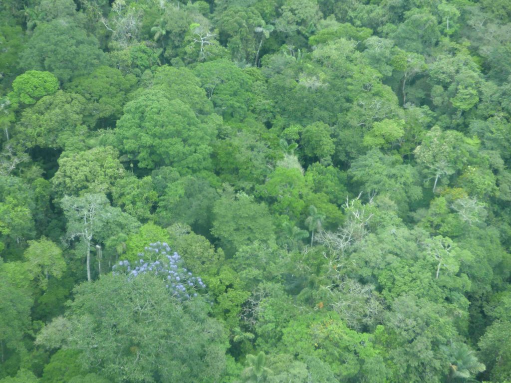 Yasuni National Park by Renata Leite Pitman, 2015 - Tropical Biology ...