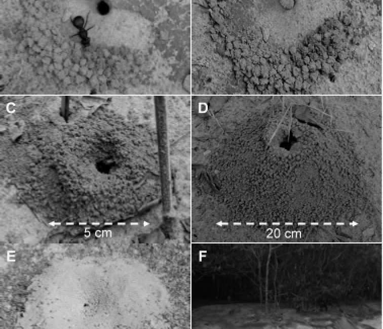 Roads Increase Population Growth Rates of a Native Leaf-cutter Ant in Neotropical Savannahs