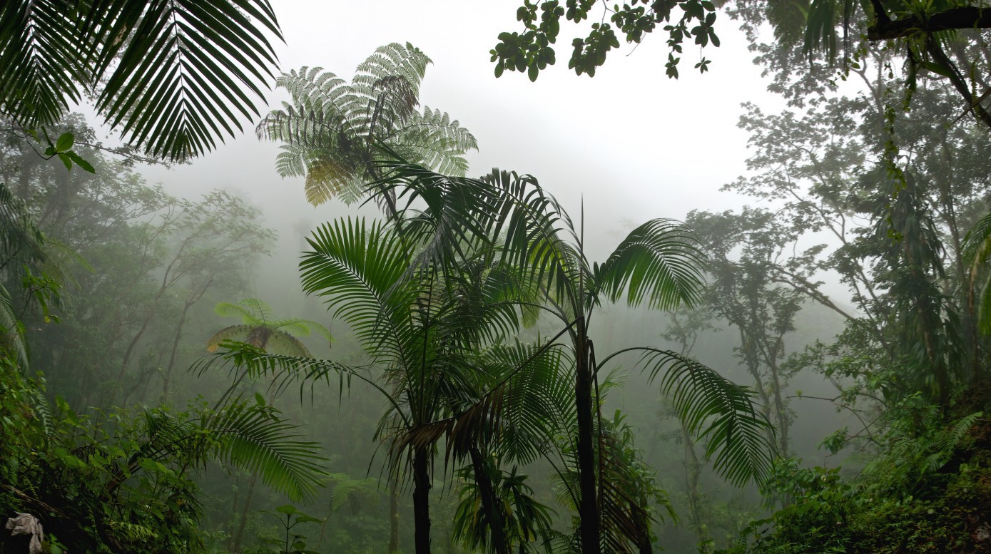 Кондиционер для объема волос тропический лес