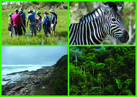 Ewel Postdoctoral Fellowship in Ecology and Environmental Science in the Tropics and Subtropics