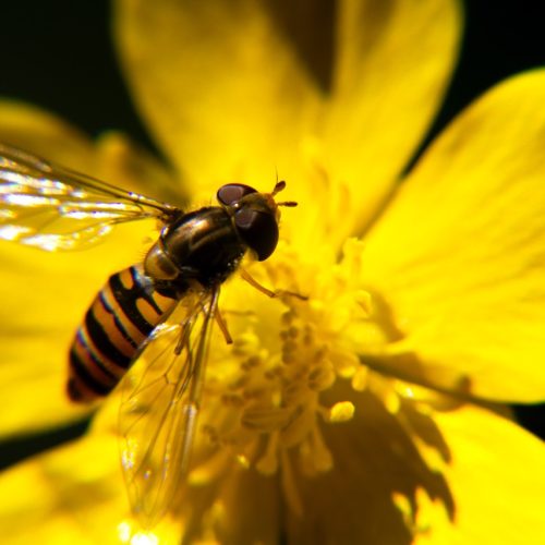 Mentoring Circles Header